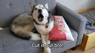 What TRIGGERS a TALKING HUSKY!? The Husky Moon DOES NOT like to be mocked. DEMANDING DOG ALERT!
