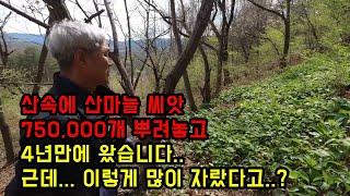 산속에 산마늘 씨앗 750,000개 뿌려놓고 4년만에 왔습니다..대박입니다...