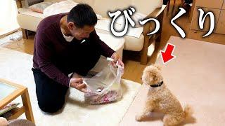 大好きな愛犬に大量のおやつをプレゼントしてみた【サプライズ】