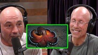 Joe Rogan and William von Hippel on the Strangeness of the Octopus