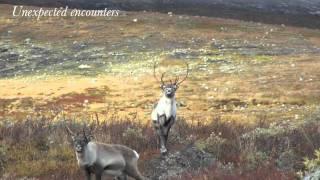 Arctic Nature Guide - Svalbard, an autumn experience, 2011/12