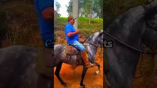 Edit Mangalarga Marchador ️, #vaiprofycaramba #cavalos #foryou