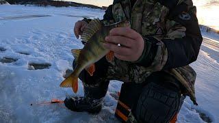 ВОДЫ ПО КОЛЕНО / РЫБАЛКА В ФЕВРАЛЕ НА ЖЕРЛИЦЫ / ice fishing