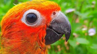 Sun Conure Sounds - Chirping of Sun conure #sunconure #conure #SunConureSounds