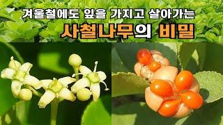 겨울철에도 잎을 가지고 살아가는 사철나무의 비밀