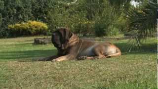 2. Mastiff- A Gammonwood Tale- Part Two