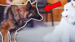 HOW SHOULD YOU TRAIN A GERMAN SHEPHERD!!