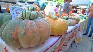 Louisiana Harvest: Winter Squash