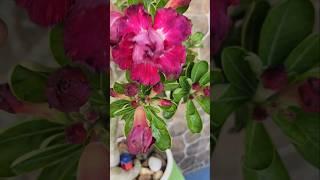 How to get thick Codex of Adenium plant#plants #shorts #yt