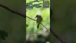 Feel the Pulse of the Wild ️ #birds #nature #greenery