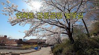 연희동 궁동공원 벚꽃길 - Cherry blossom road in Yeonhui-dong