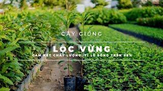 Vườn cây giống lộc vừng - Cây Giống 4S. Cây công trình bóng mát cảnh quan đẹp, dễ trồng và chăm sóc