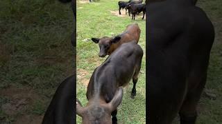 Snuck up on me! Again! #brangus #bull #cow #calf #calves #animals #shorts #ranch #ranching #farm