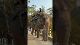 Safari Experience in Kaziranga in National Park ( Part - 1 ) #Shorts