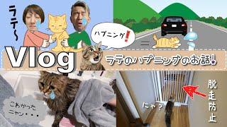 Vlog年始の大ハプニング・・・ラテ行方不明のお話