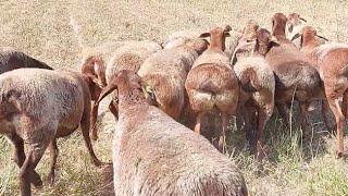 ELITE SHEEP OF UZBEKISTAN | Mouton Hissar rouge