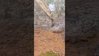 Tree root excavator, construction machinery, live shooting, time to show real technology, leave