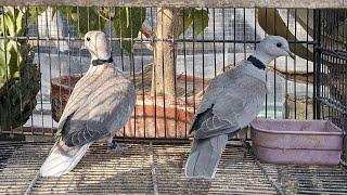 FROSTY F1 HYBRIDS BETWEEN RED TURTLE DOVE & RING NECK DOVE