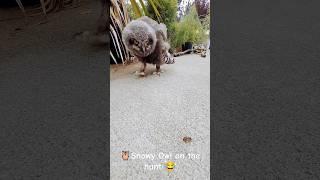 Snowy Owl is hunting  #shorts #owl #birds #hunting #snow #dangerous #funny #love