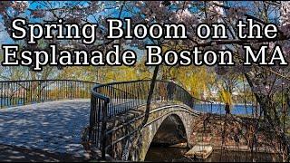 Esplanade Spring Bloom Charles River Boston Massachusetts