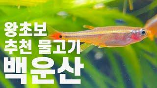 백운산 : 초보 물고기 추천 / 사육노하우(원스팜)