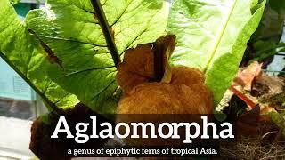 What is Aglaomorpha? | How Does Aglaomorpha Look? | How to Say Aglaomorpha in English?