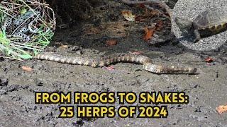 Reptiles & Amphibians of 2024: The Ultimate Herp Reel #turtles, #frogs, #toads, #snakes