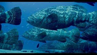 Amazing diving with Goliath Groupers in Florida