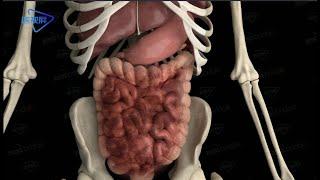 3D Intestinal peristalsis/肠道蠕动