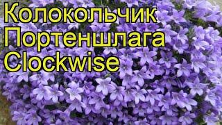 Колокольчик портеншлага Клоквайз. Краткий обзор, описание характеристик, где купить саженцы