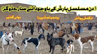 Kohat Mandi ki latest update || Special Video Banai hai ||