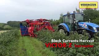 Black currant harvesting | Full-row berry harvester VICTOR-Z + NEW HOLLAND T5.85