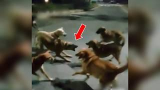 PELEA CALLEJERA entre 8 PERROS te dejará SIN PALABRAS 