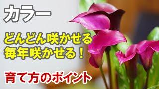 カラーの育て方 長く咲かせる秘訣と翌年の咲かせ方や地植えについて