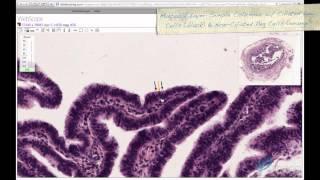 Histology Helper - Female Reproductive Histology