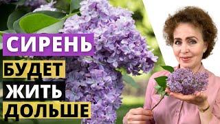 СИРЕНЬ. Как сохранить свежесть Букету Сирени.