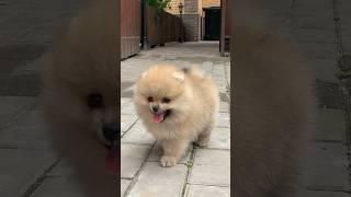 cute puppy ️ | anak anjing kecil yang sangat lucu #anjinglucu