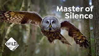 Owls' Silent Flight Experiment: How Can Owls Hunt in Silence Mode?