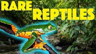 TRAVELING ACROSS THE WORLD TO FIND RARE REPTILES! | Costa Rica herping trip