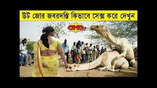 এই জন্য উটকে ক্ষেপানো উচিত নয়,সুযোগ পেলে আপনাকেও ছাড়বে না/Amazing Facts About Camel In Bangla