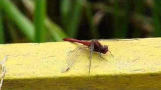 Ruddy Darter Movie