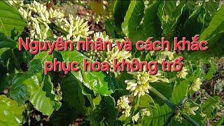 Hoa cà phê (p6): Quá trình trổ của hoa cà phê. MV Nhân Trí