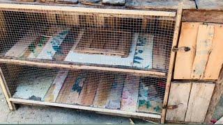 Murgiyon ke Cage ki Setting Daily Gauro Fikar