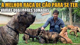 FILA BRASILEIRO, O MELHOR CÃO DE GUARDA