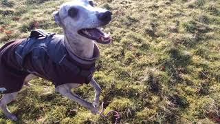 Another Day Out With The Whippet