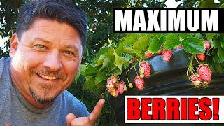 Maximize Your Strawberry Harvests Every Year