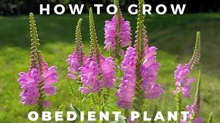 Obedient Plant Physostegia virginiana