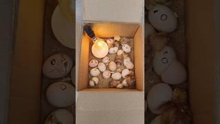 How to make incubator Chicken in home real box DIY