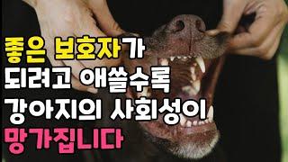 카밍시그널 공부만 하면 강아지의 사회성 망가집니다