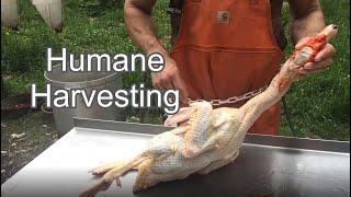 How to Gut a Muscovy Duck | Humane Harvesting Guide